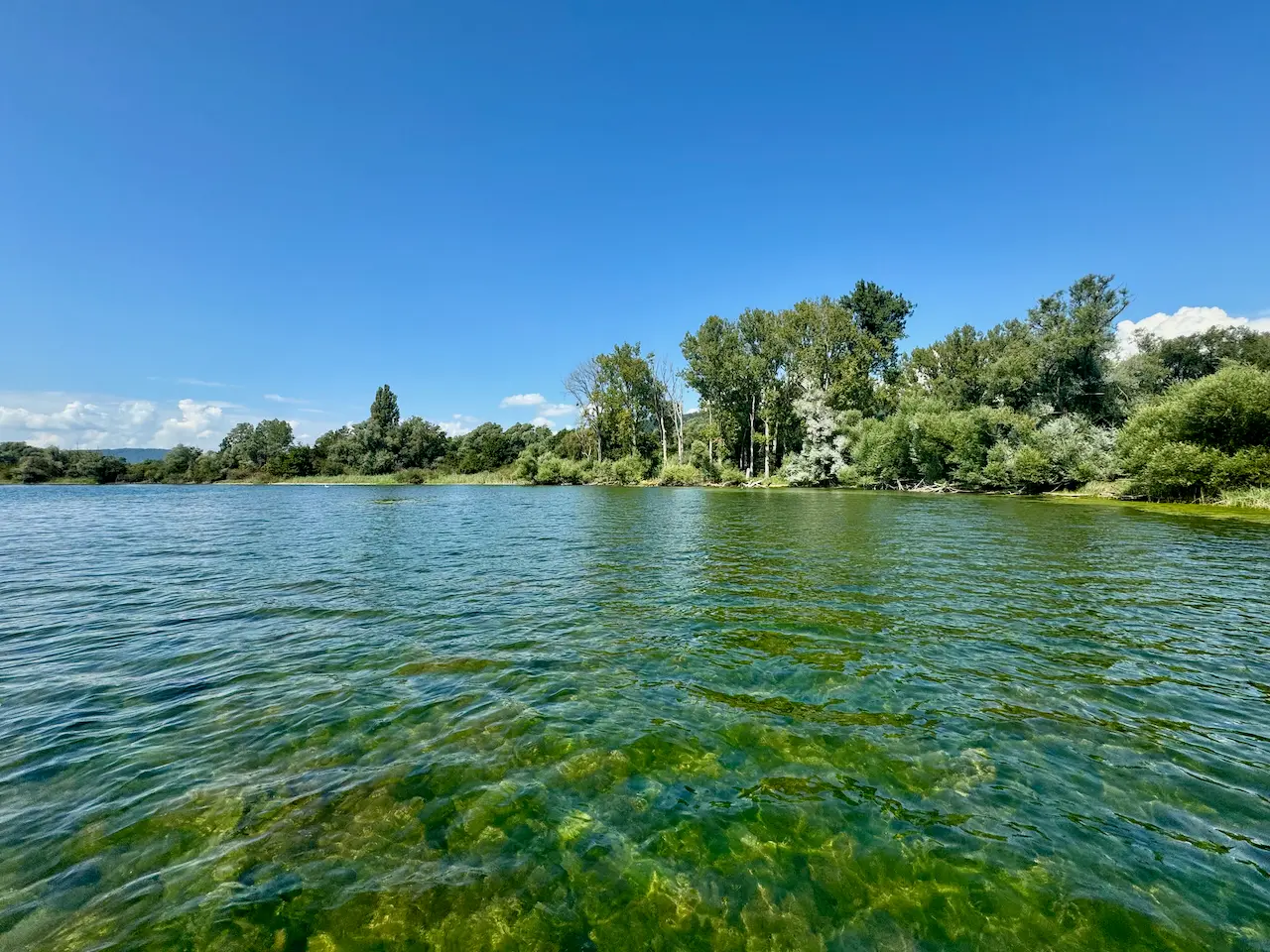 SUP Tour Überlinger See (Bodensee): Naturschutzgebiet Bodman-Ludwigshafen